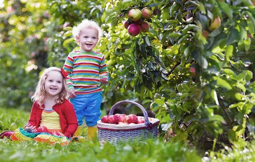 enfants dans un verger de pommes